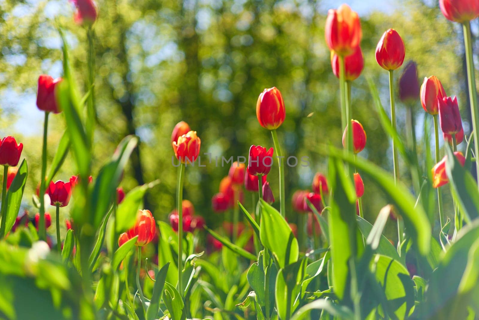 An idyllic garden scene showcasing bright red tulips illuminated by warm sunlight in St.Petersburg, Russia, conveying vibrancy, freshness, and natural beauty in a serene outdoor setting. High quality photo