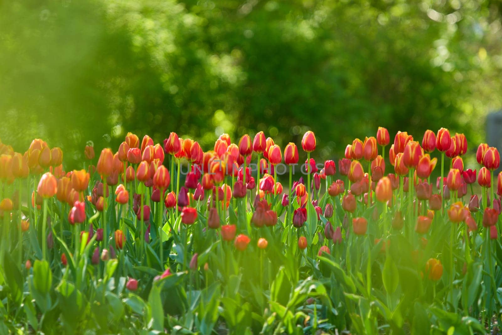 An idyllic garden scene showcasing bright red tulips illuminated by warm sunlight in St.Petersburg, Russia, conveying vibrancy, freshness, and natural beauty in a serene outdoor setting. High quality photo