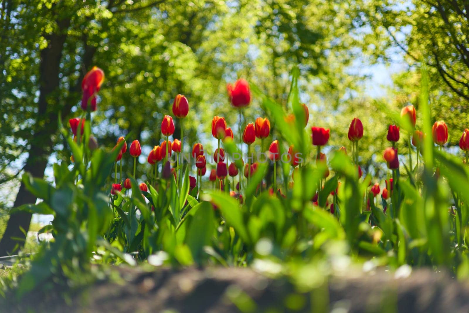 An idyllic garden scene showcasing bright red tulips illuminated by warm sunlight in St.Petersburg, Russia, conveying vibrancy, freshness, and natural beauty in a serene outdoor setting. High quality photo