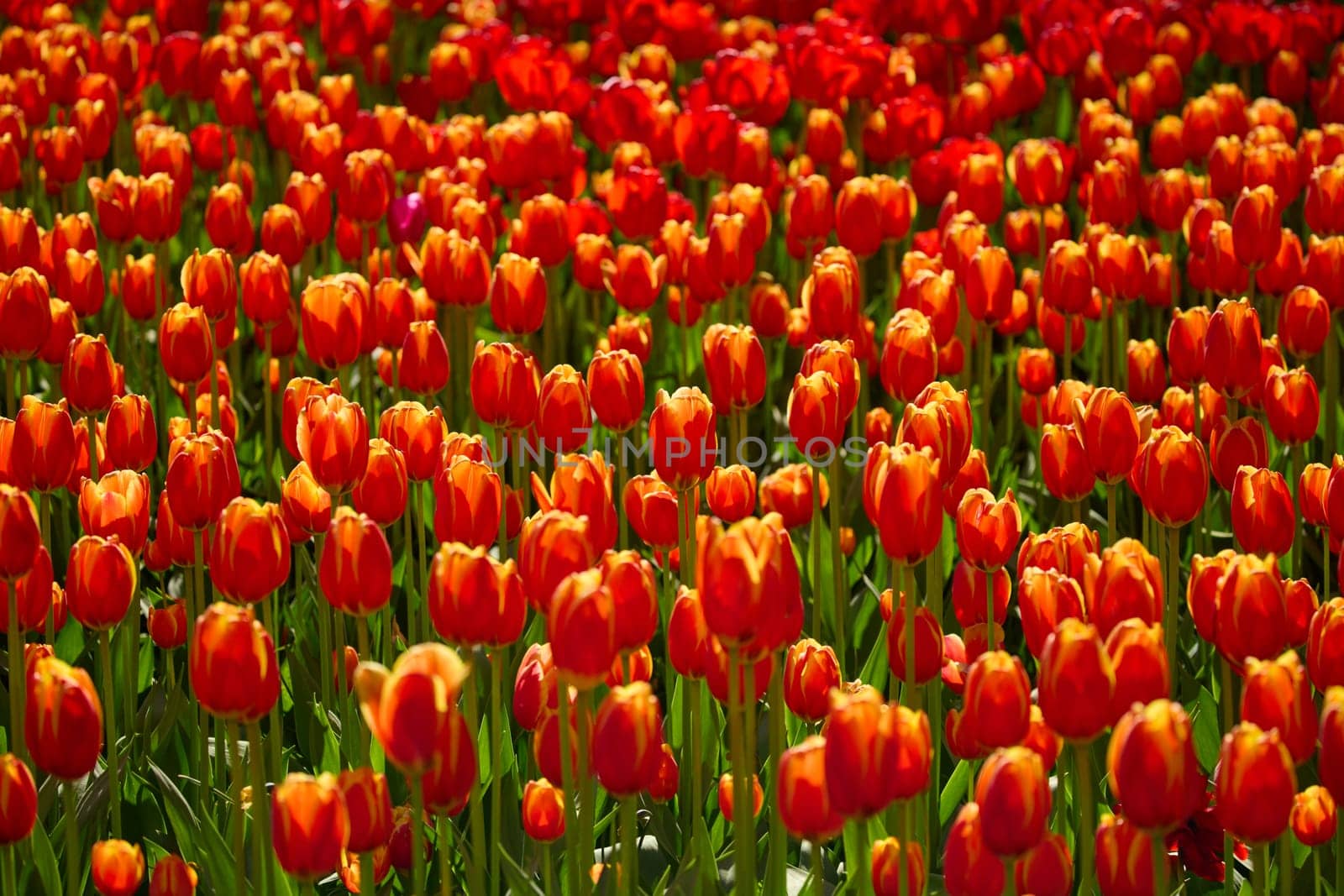 An idyllic garden scene showcasing bright red tulips illuminated by warm sunlight in St.Petersburg, Russia, conveying vibrancy, freshness, and natural beauty in a serene outdoor setting. High quality photo