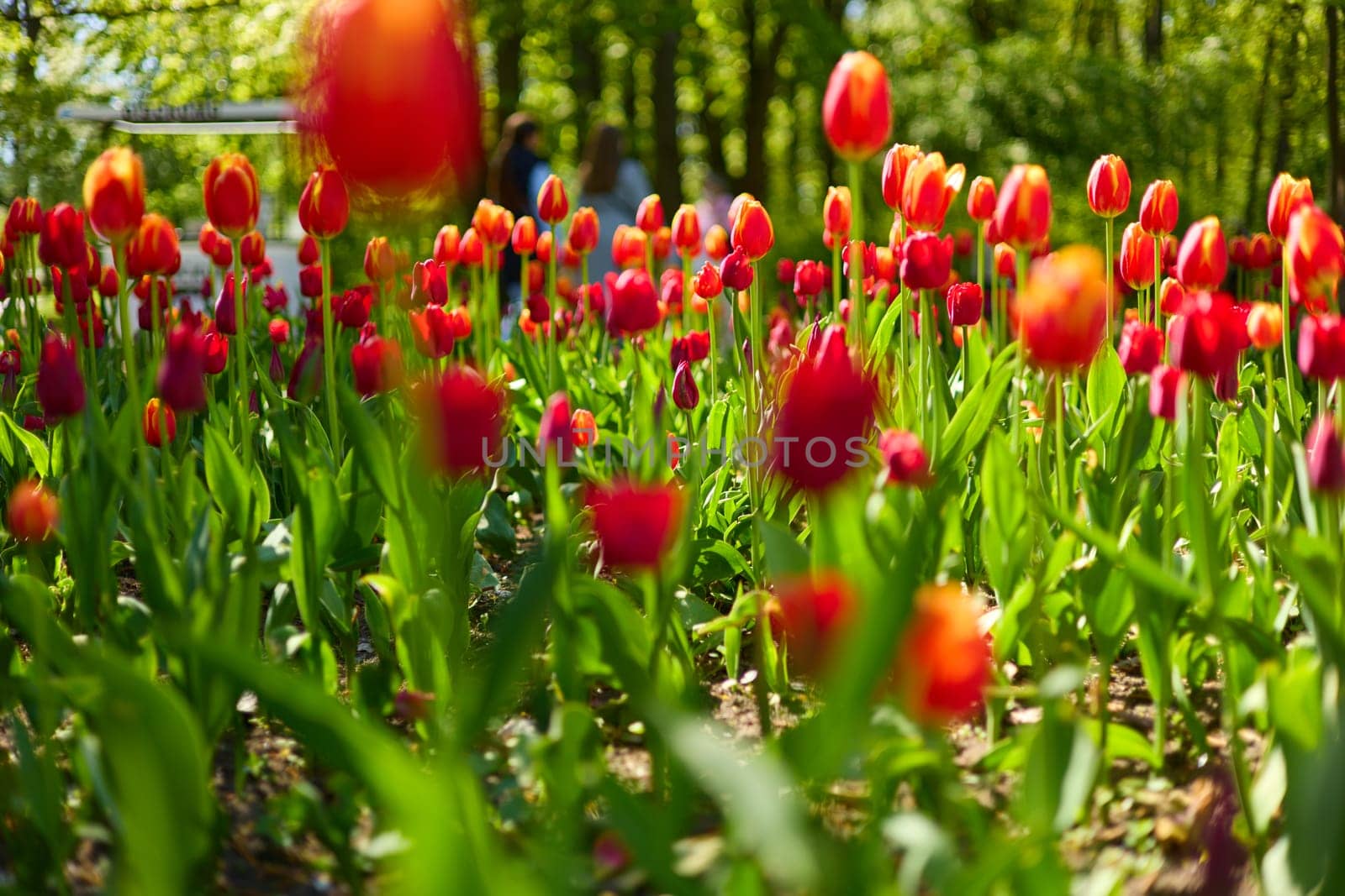 An idyllic garden scene showcasing bright red tulips illuminated by warm sunlight in St.Petersburg, Russia, conveying vibrancy, freshness, and natural beauty in a serene outdoor setting. High quality photo