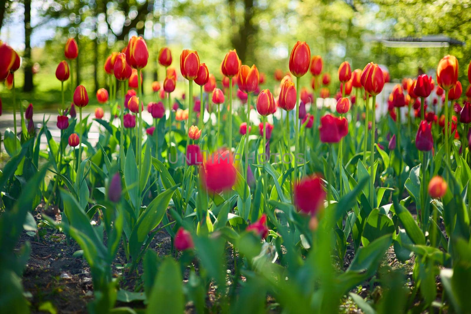 An idyllic garden scene showcasing bright red tulips illuminated by warm sunlight in St.Petersburg, Russia, conveying vibrancy, freshness, and natural beauty in a serene outdoor setting. High quality photo