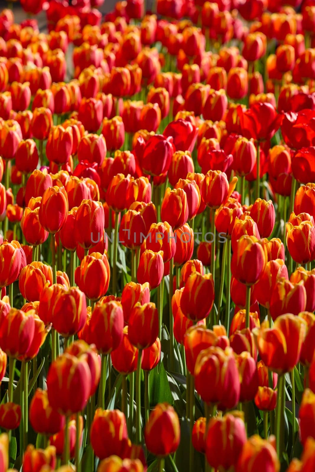 An idyllic garden scene showcasing bright red tulips illuminated by warm sunlight in St.Petersburg, Russia, conveying vibrancy, freshness, and natural beauty in a serene outdoor setting. High quality photo