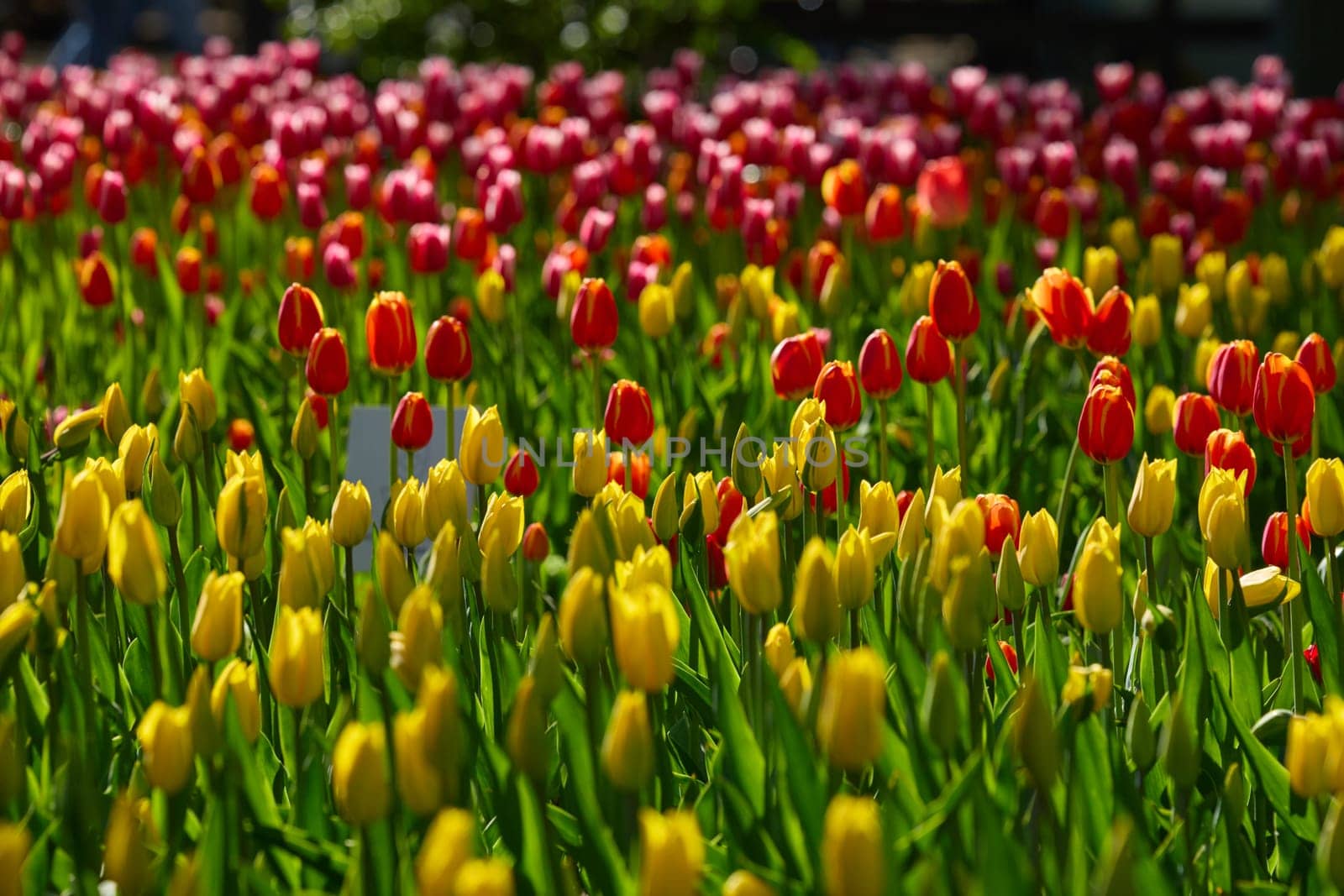 An idyllic garden scene showcasing bright red tulips illuminated by warm sunlight in St.Petersburg, Russia, conveying vibrancy, freshness, and natural beauty in a serene outdoor setting. High quality photo