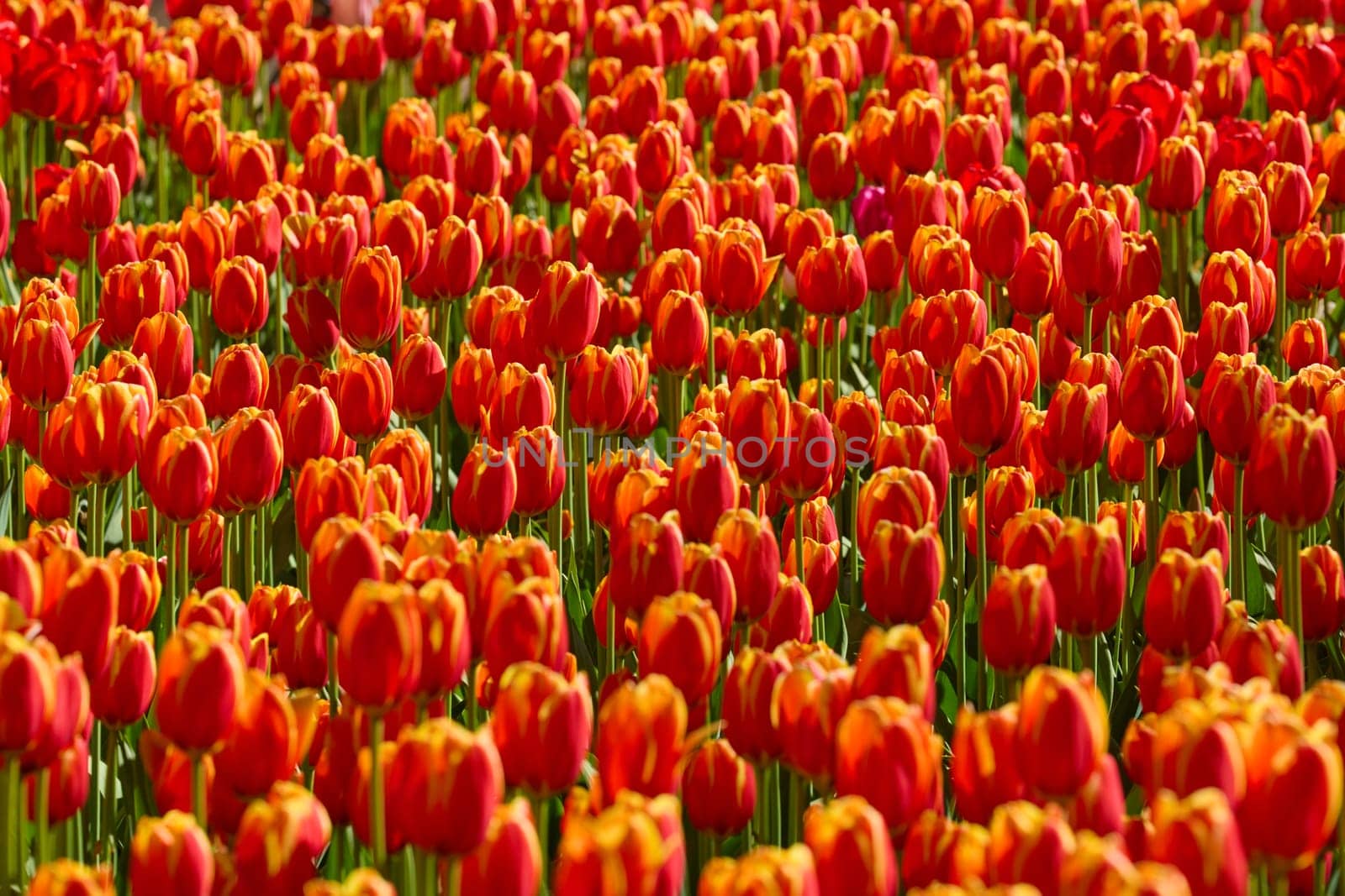 An idyllic garden scene showcasing bright red tulips illuminated by warm sunlight in St.Petersburg, Russia, conveying vibrancy, freshness, and natural beauty in a serene outdoor setting. High quality photo