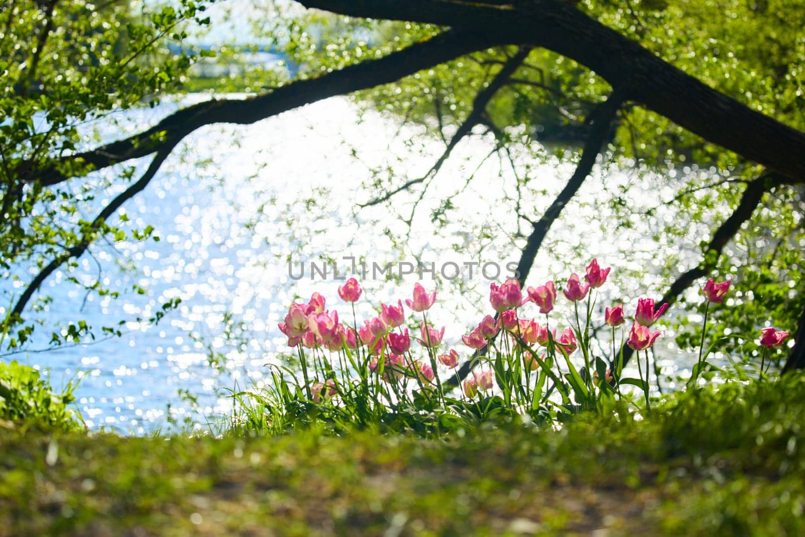 An idyllic garden scene showcasing bright pink tulips illuminated by warm sunlight in St.Petersburg, Russia, pond on background, conveying vibrancy, freshness, sun reflections on water surface. High quality photo