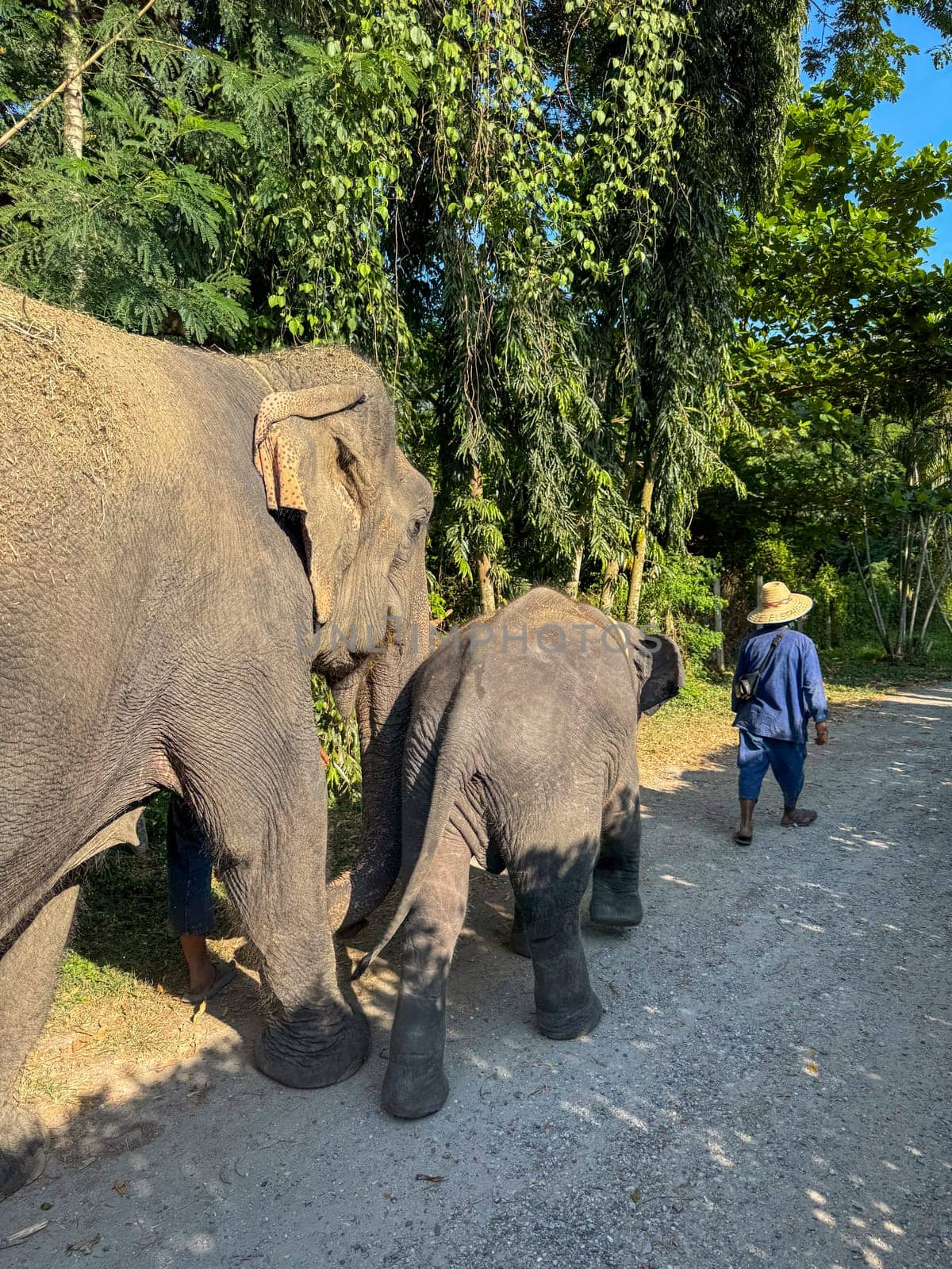Bangkok, Thailand - November 11, 2024: Asian elephants walk in a nature park, beautiful large mammals represents powerful gentle nature of these exotic animals. Wildlife sanctuary.