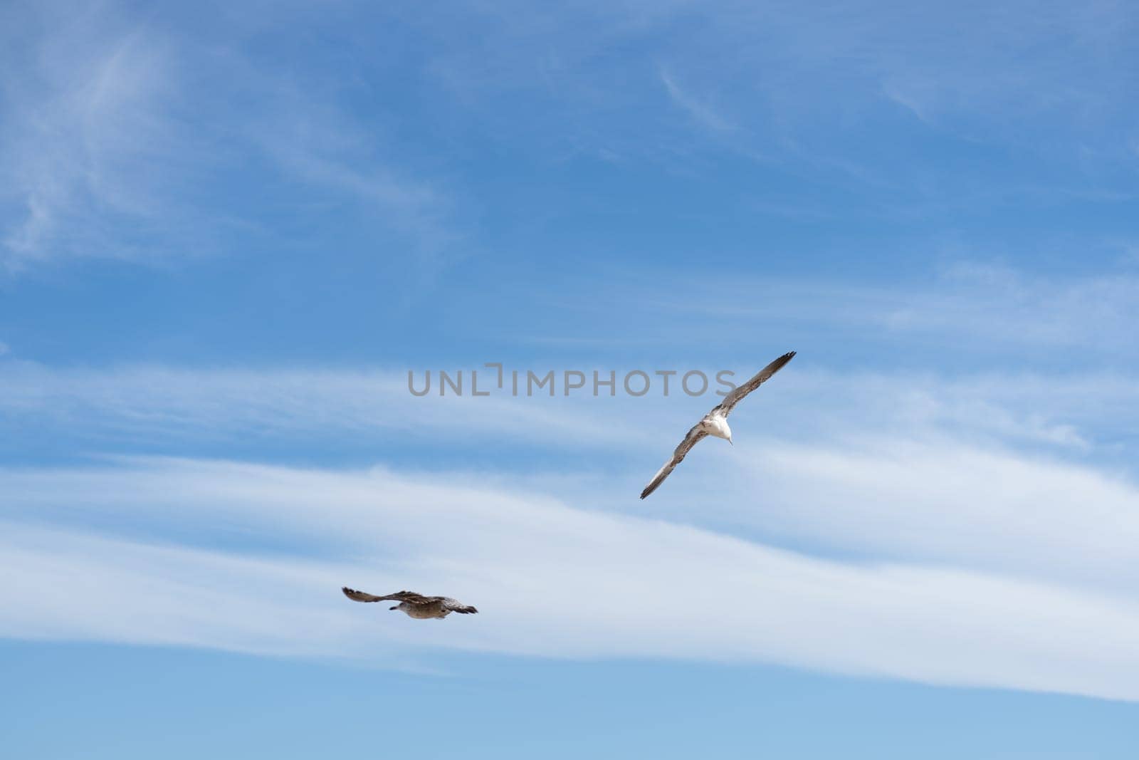 Birds flying in clear blue sky with wispy white clouds. Natural scene capturing freedom and movement in open air