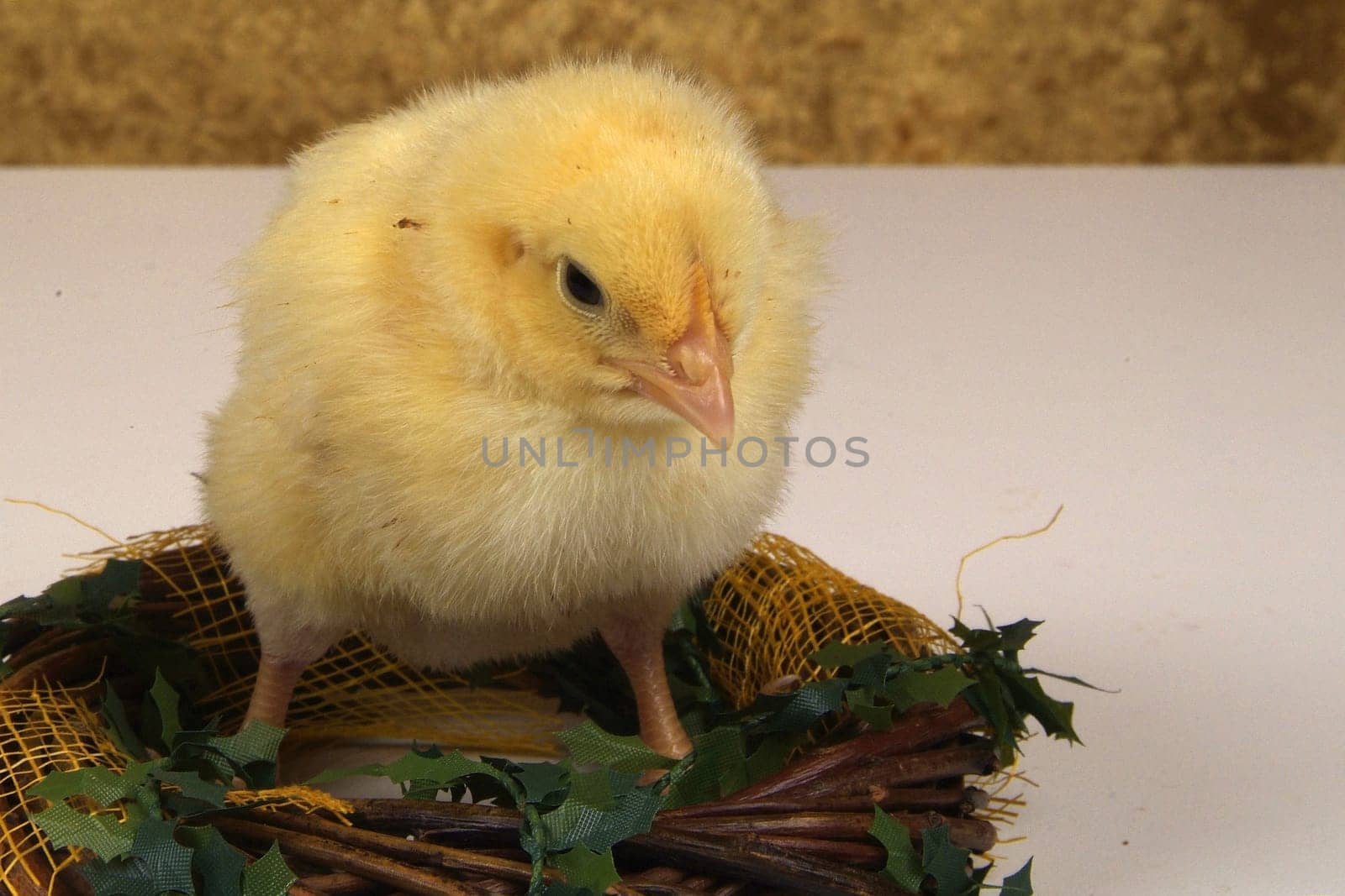 3 day chick on braided branches