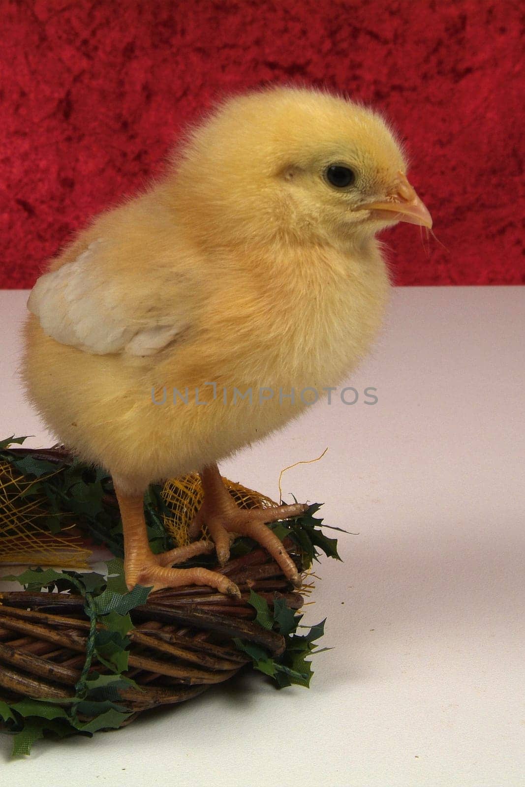 3 day chick on braided branches