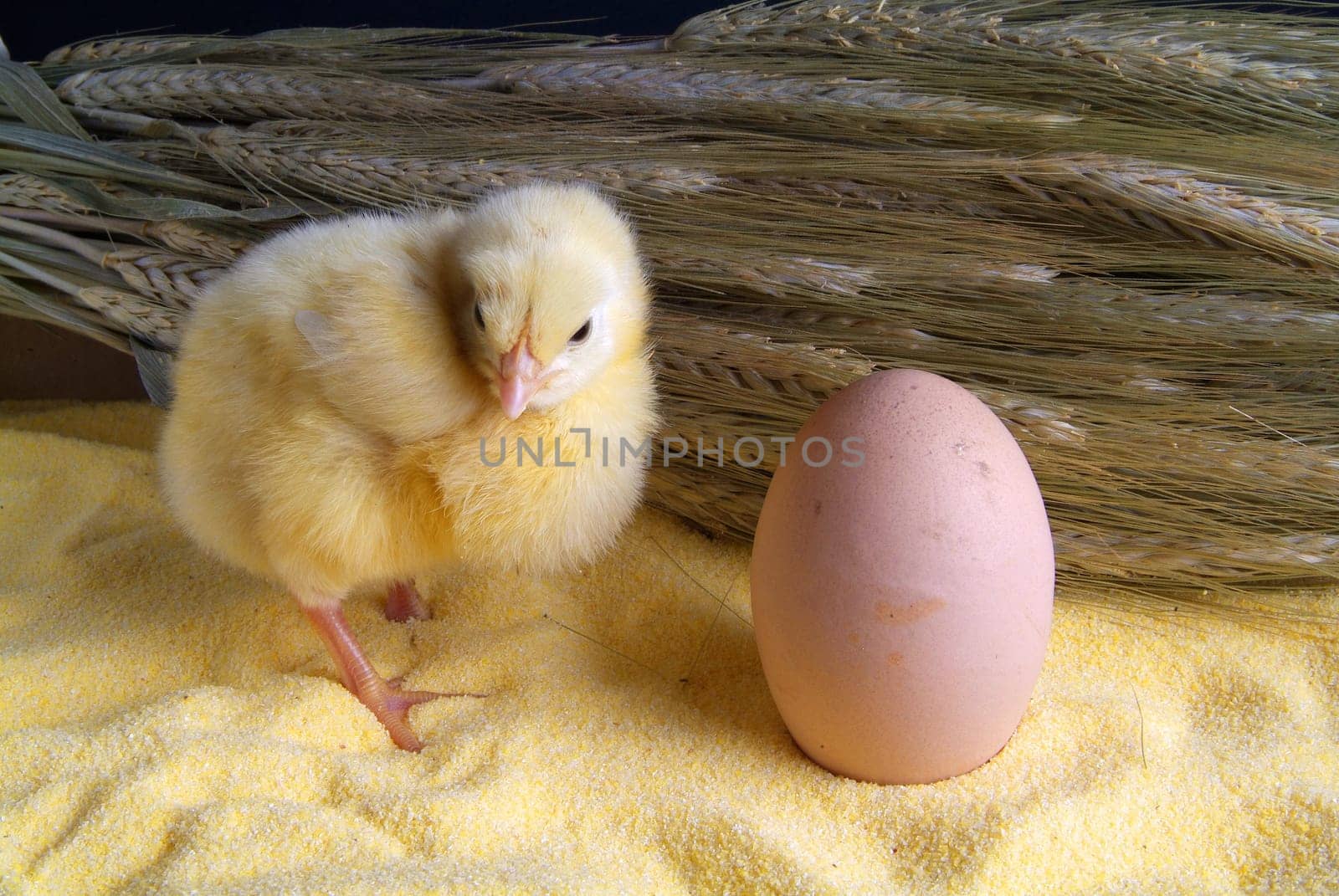 3 day chick with bunch of oats, and egg
