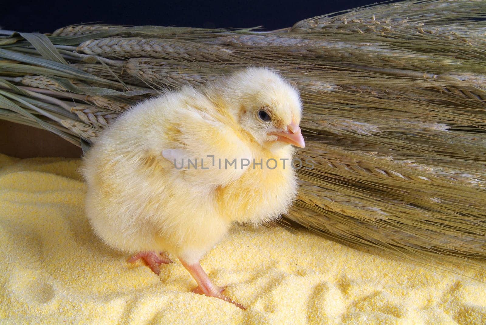 Cute little chicken isolated on yellow light table and darck baground