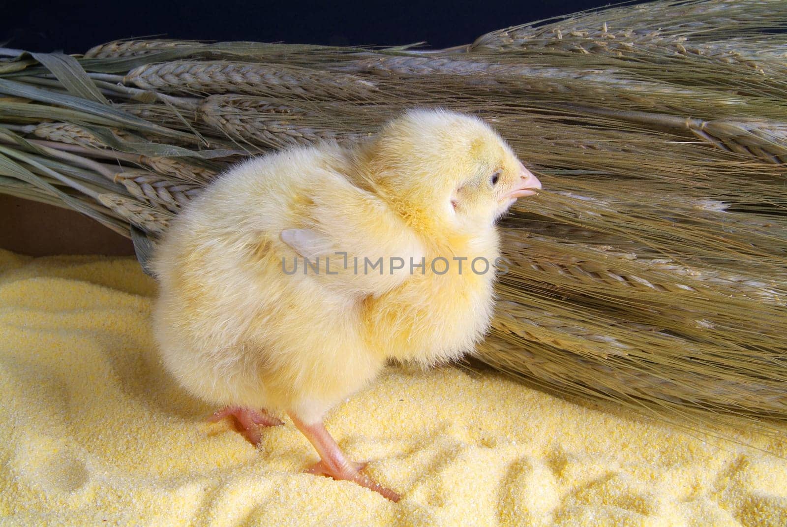 Cute little chicken isolated on yellow light table and darck baground