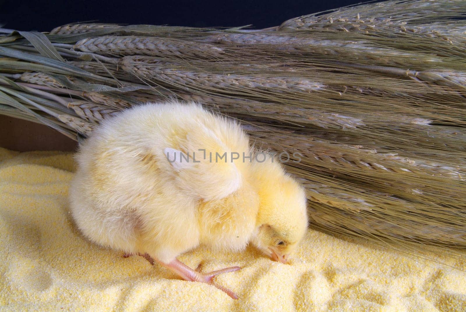 Cute little chicken isolated on yellow light table and darck baground