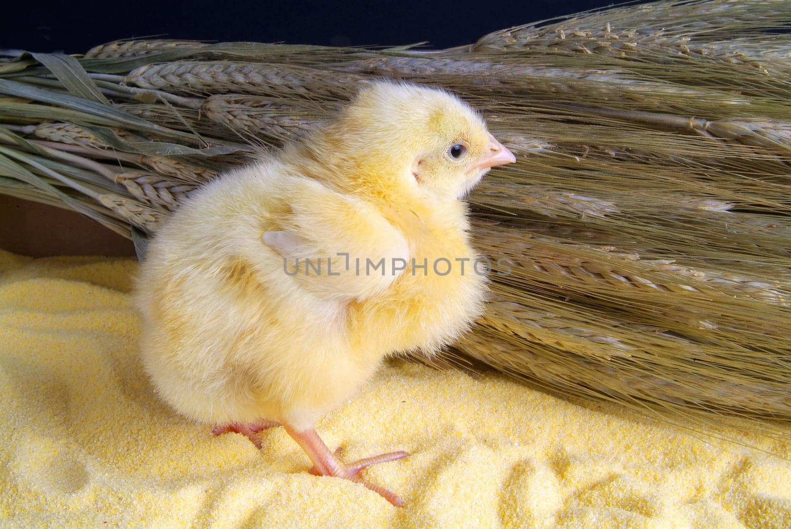Cute little chicken isolated on the table with cornmeal and oats