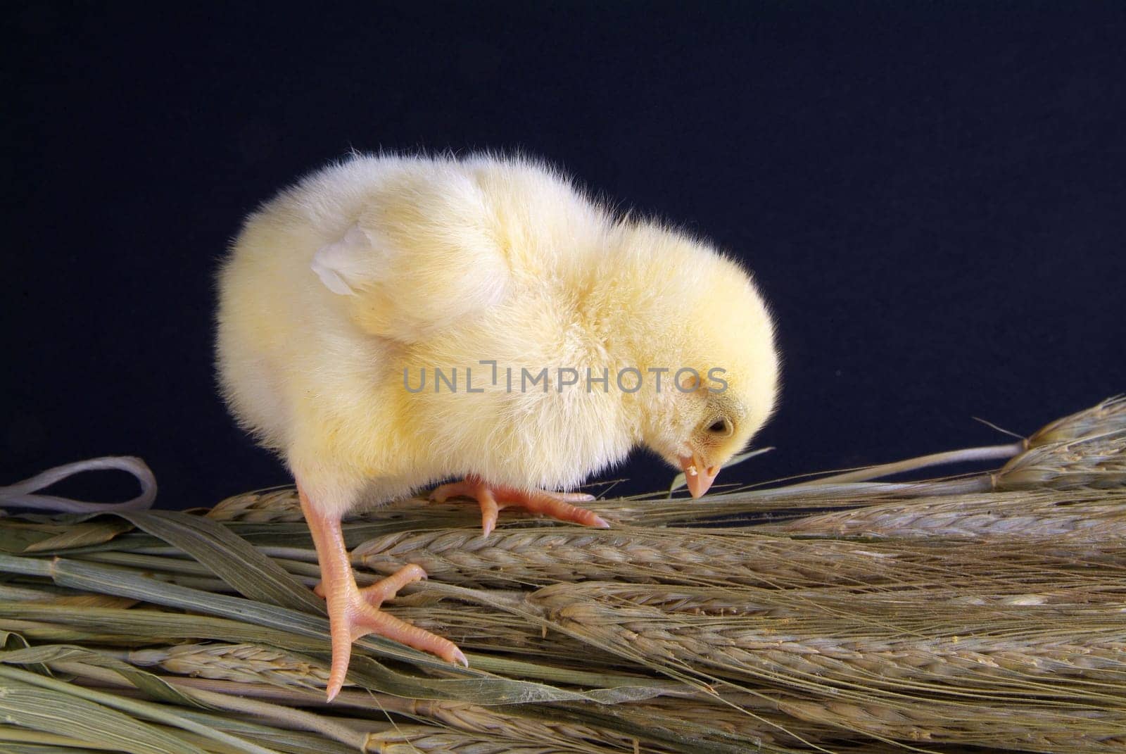 a few days old chick, he takes a bunch of oats