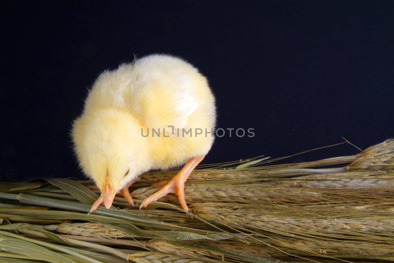 a few days old chick, he takes a bunch of oats