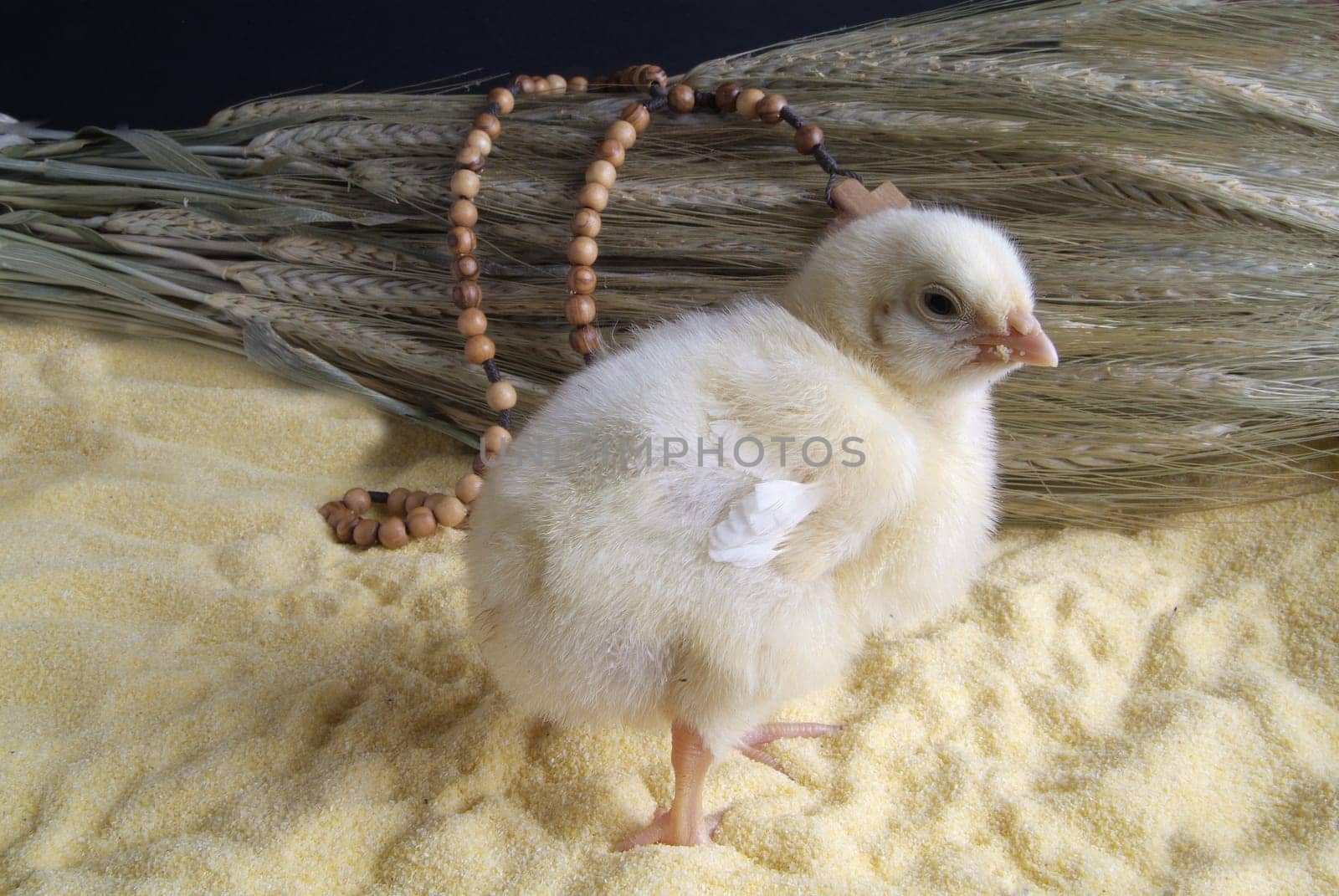 Cute little chicken isolated on the table with cornmeal, oats and rosary
