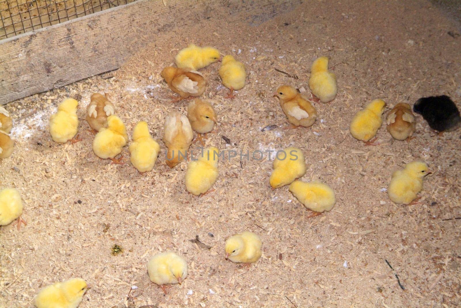Chicks of a few days, raised on the ground