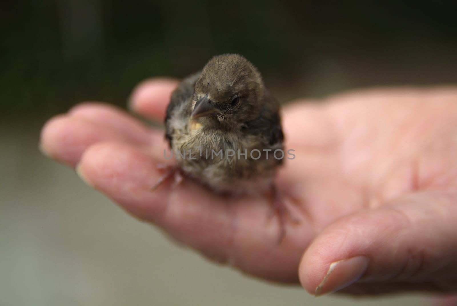finch chick in hand, in summer day
