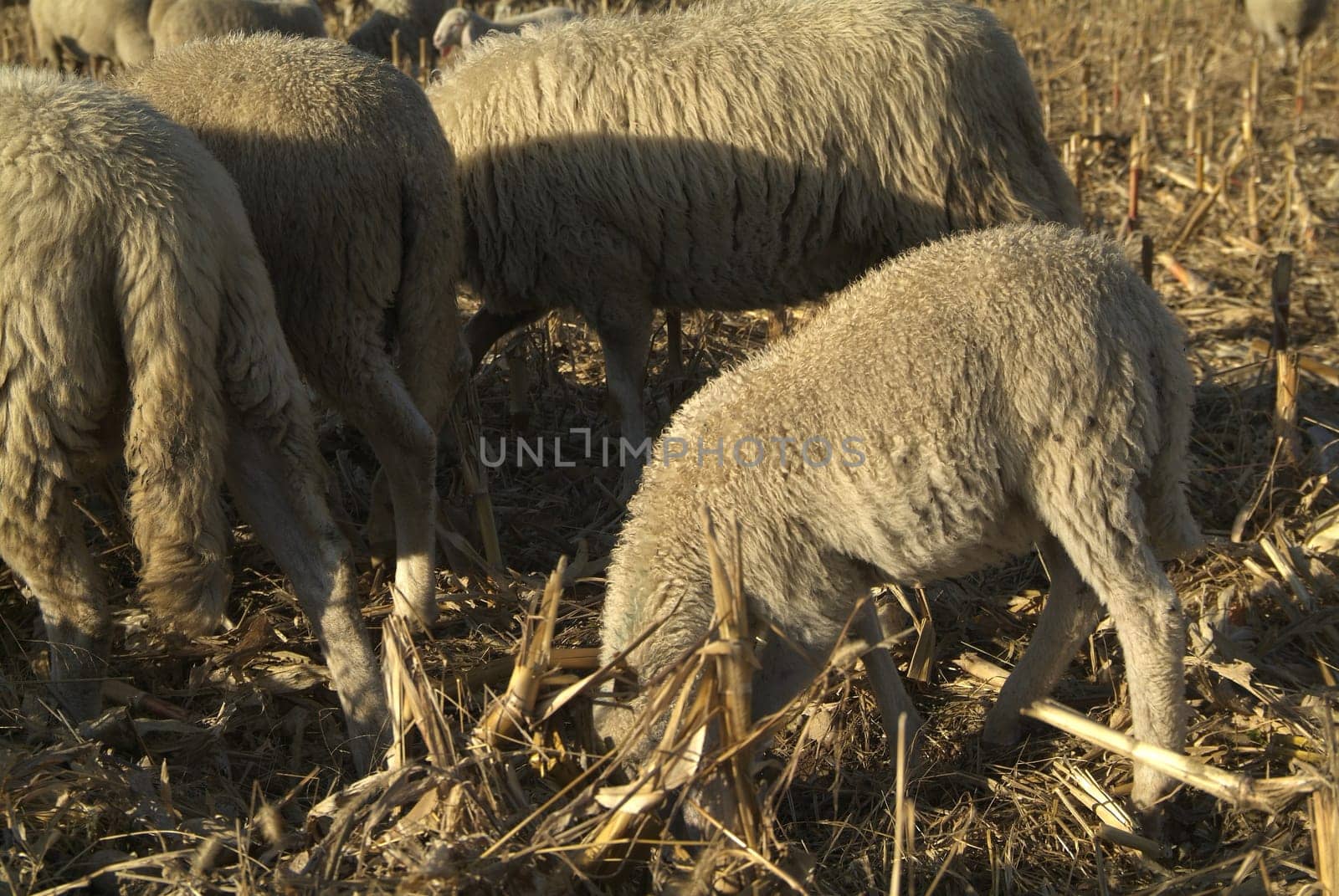 Sheep from a road in Italy in a stubble field