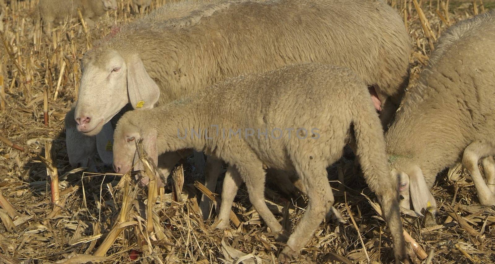 Sheep from a road in Italy in a stubble field