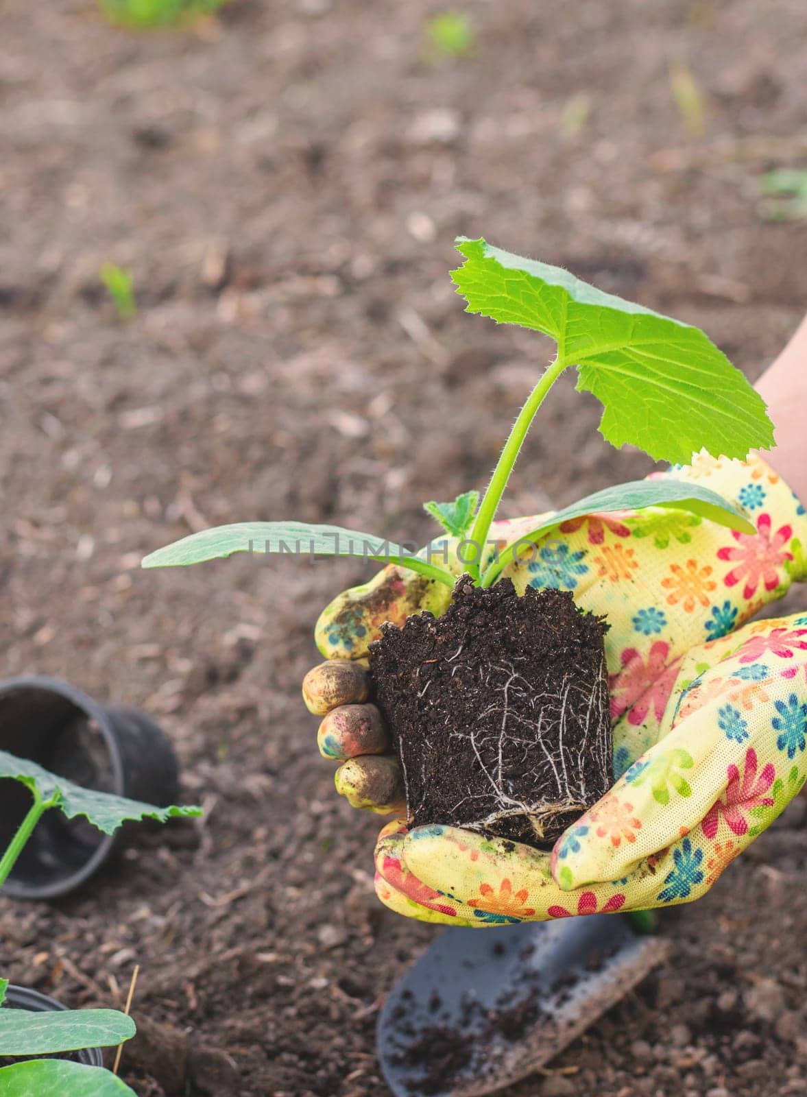 planting zucchini in the garden. Selective focus. nature.