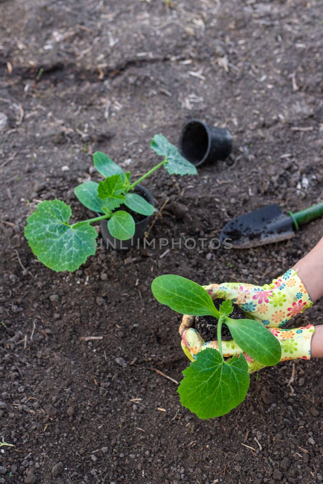 planting zucchini in the garden. Selective focus. nature.