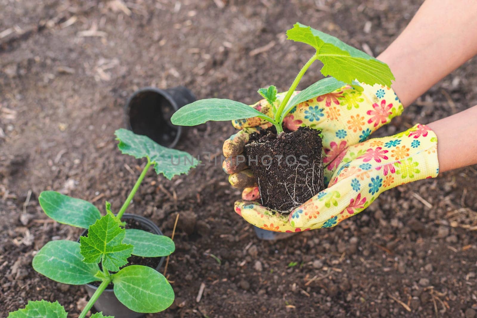 planting zucchini in the garden. Selective focus. nature.