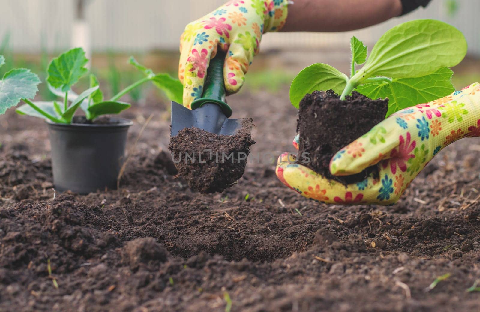 planting zucchini in the garden. Selective focus. nature.