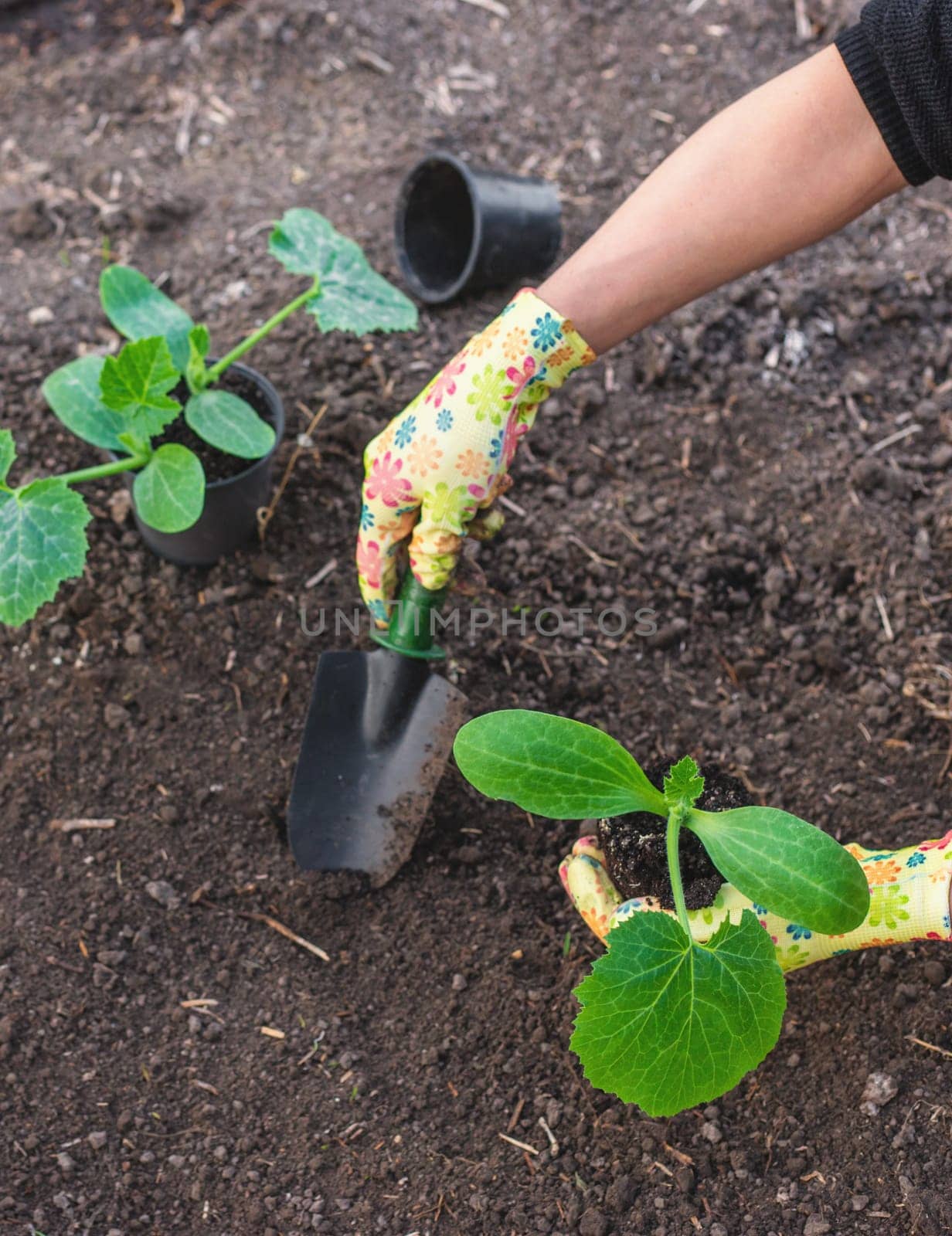 planting zucchini in the garden. Selective focus. nature.