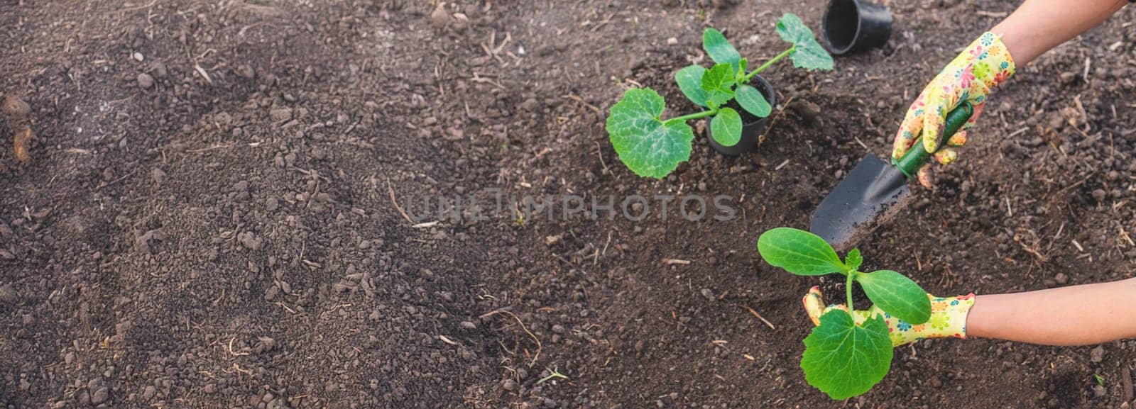 planting zucchini in the garden. Selective focus. nature.