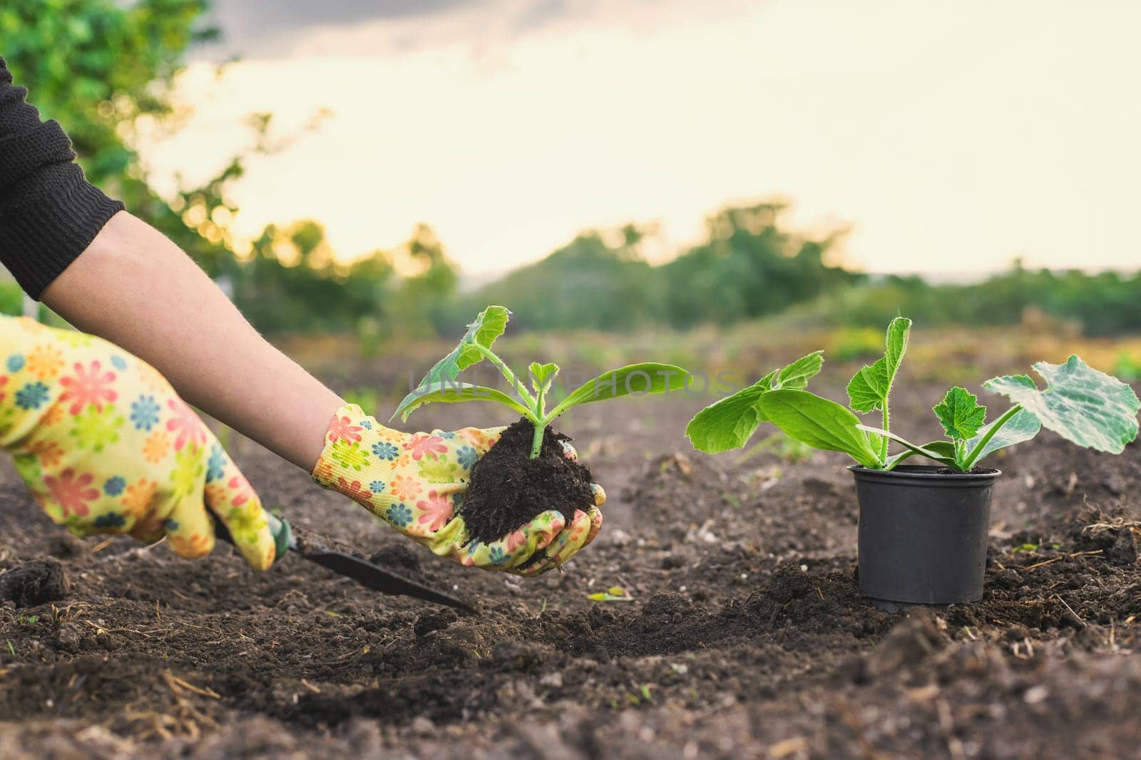 planting zucchini in the garden. Selective focus. nature.