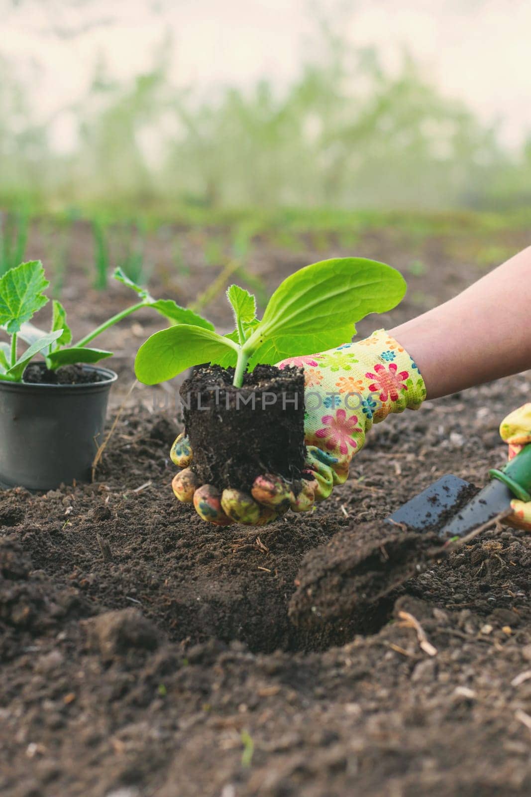 planting zucchini in the garden. Selective focus. nature.
