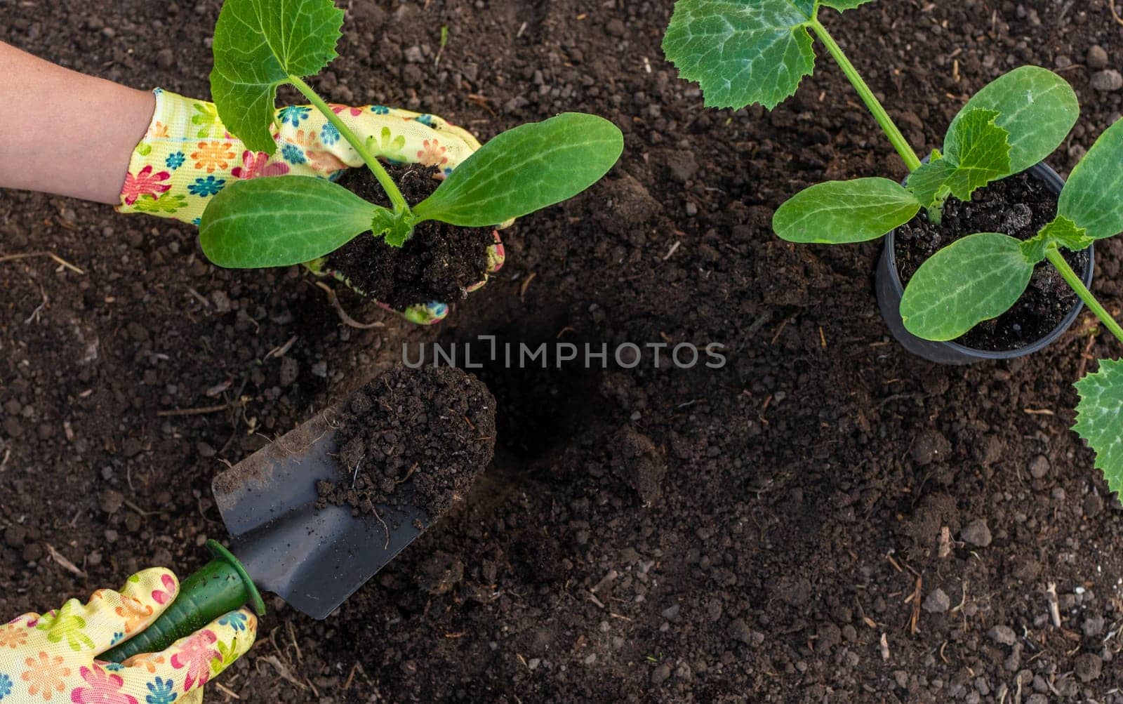 planting zucchini in the garden. Selective focus. nature.