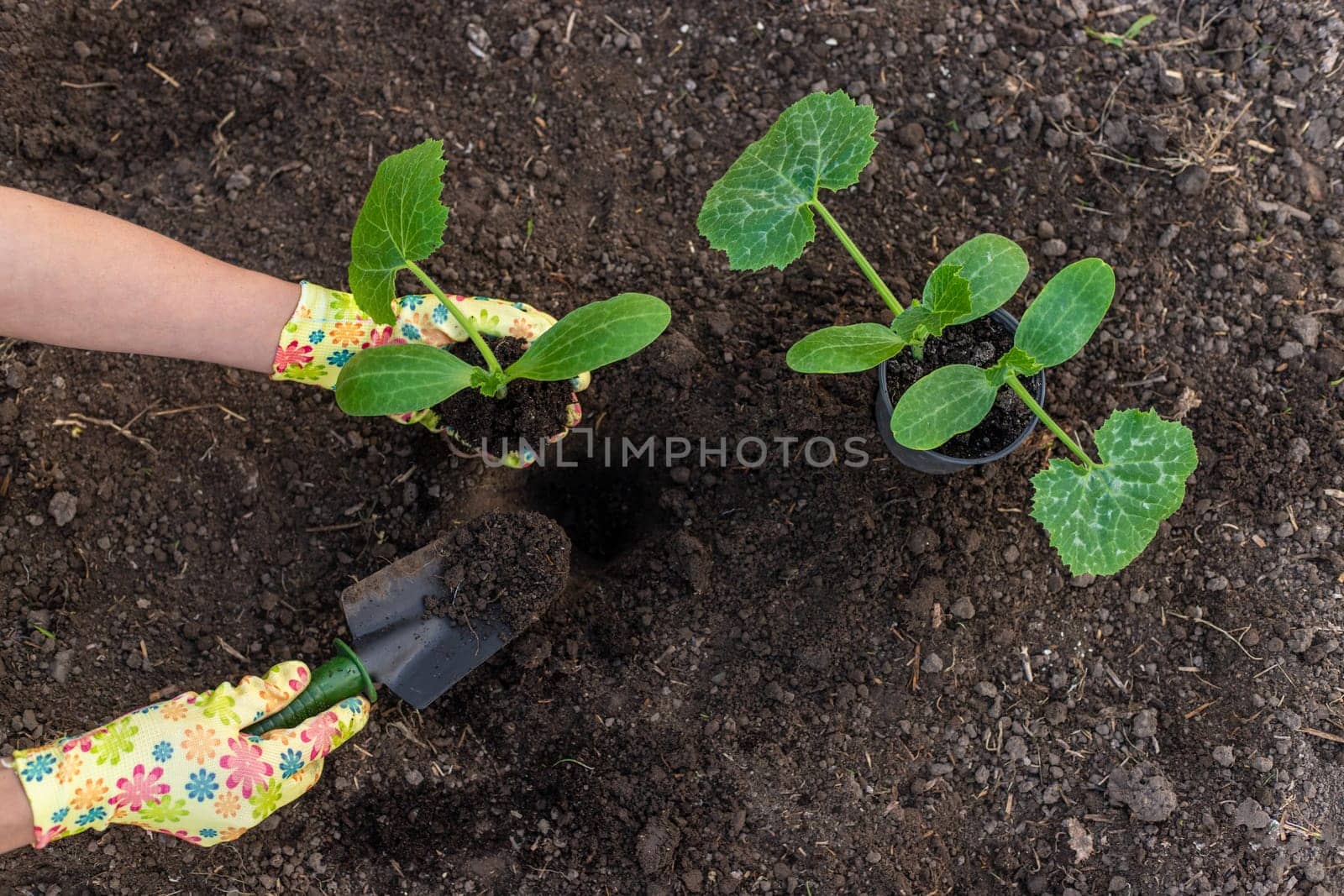 planting zucchini in the garden. Selective focus. nature.