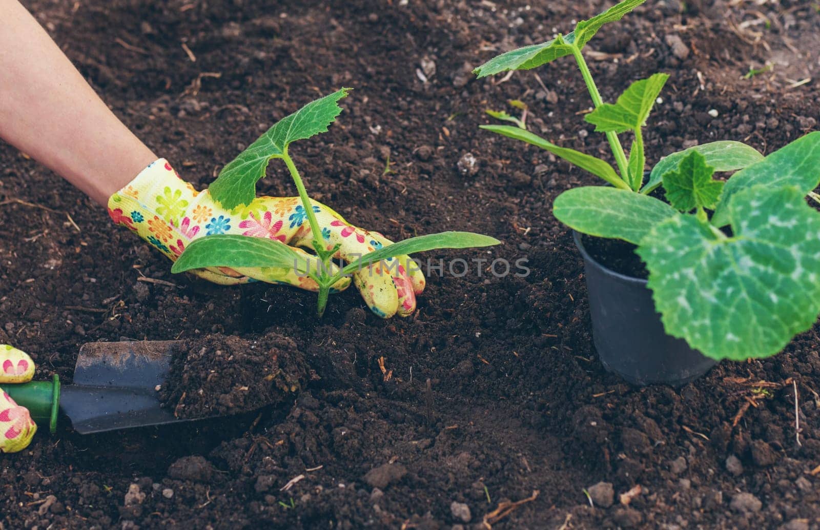 planting zucchini in the garden. Selective focus. nature.