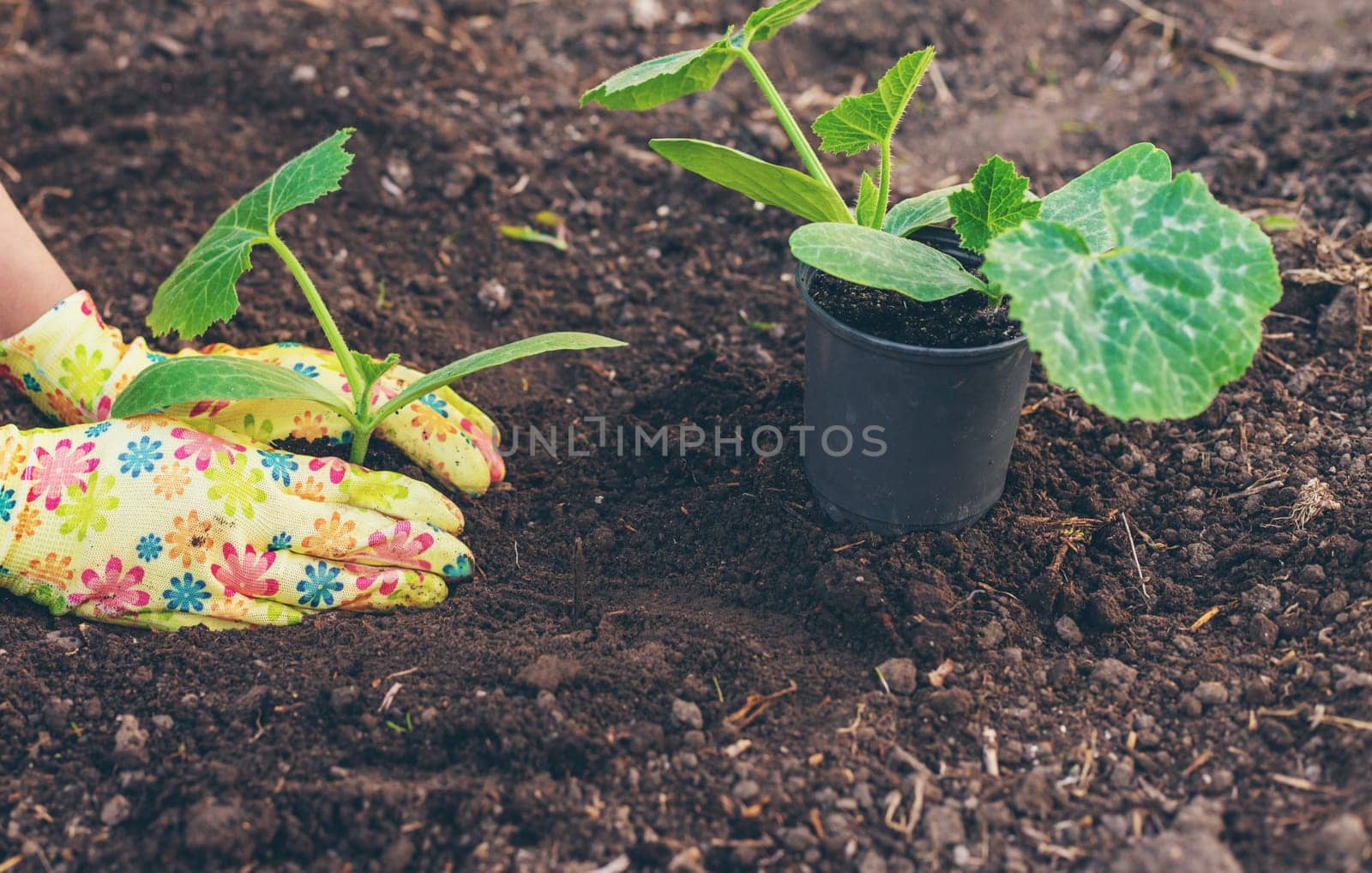 planting zucchini in the garden. Selective focus. nature.