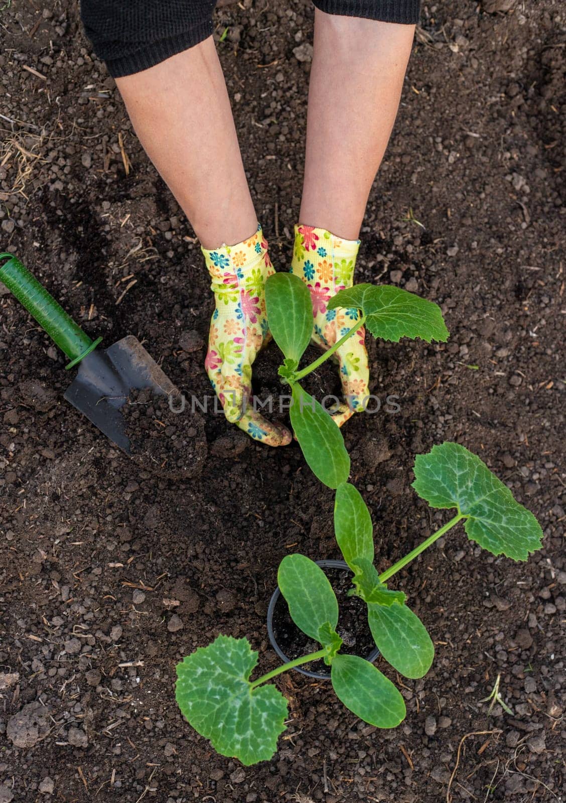 planting zucchini in the garden. Selective focus. nature.
