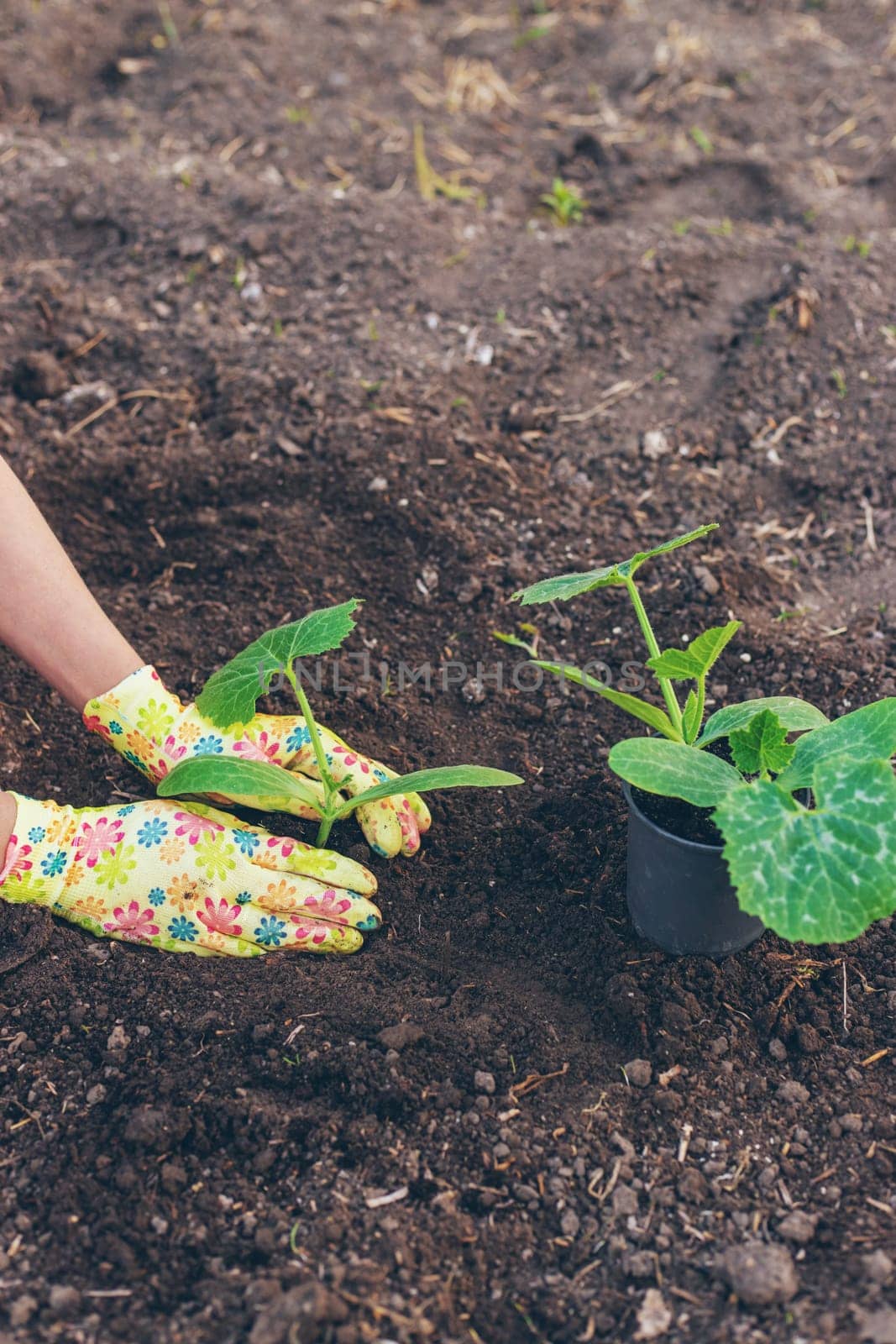 planting zucchini in the garden. Selective focus. nature.