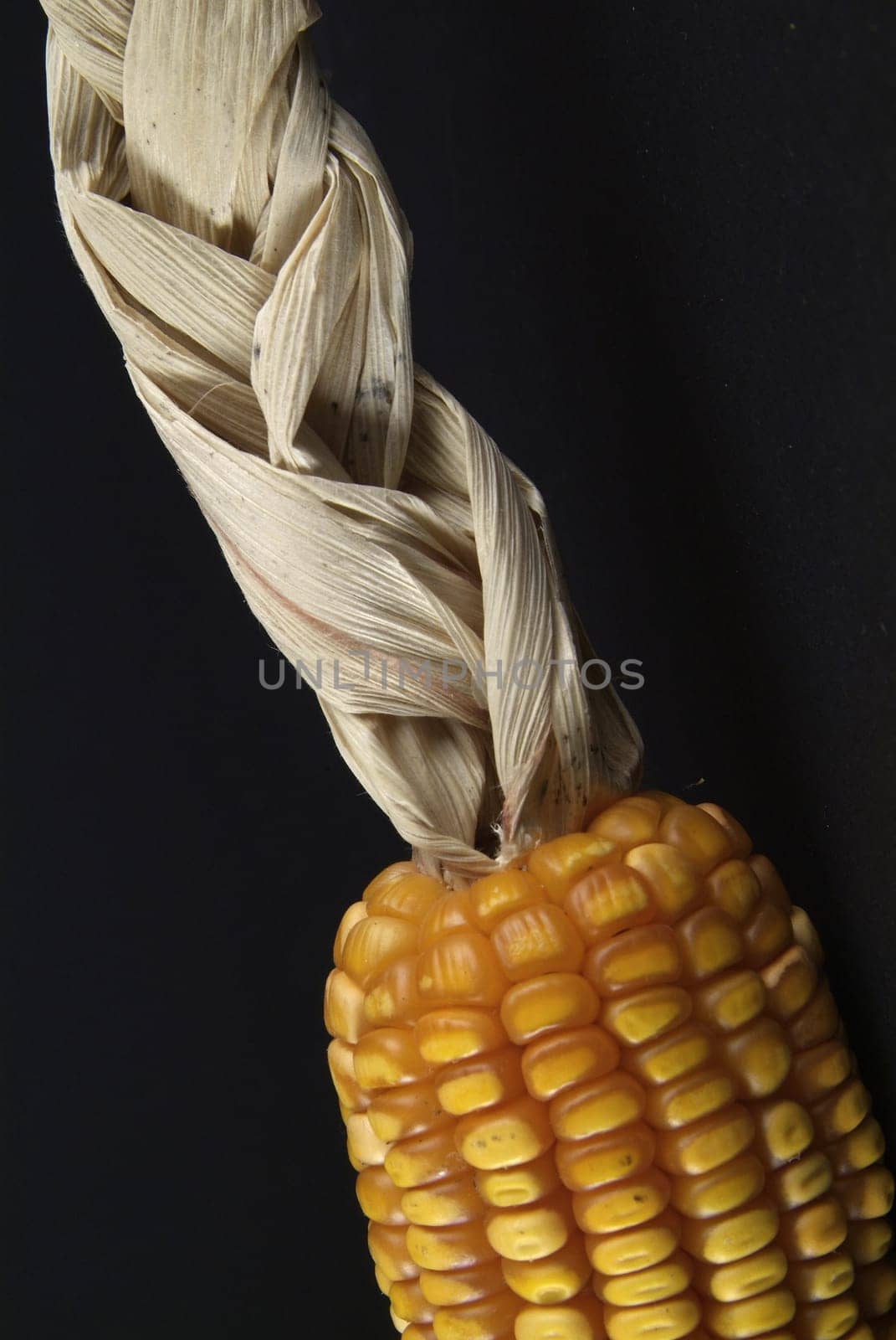 Fresh organic corn. Sweet Corn at fresh market with braided bracts