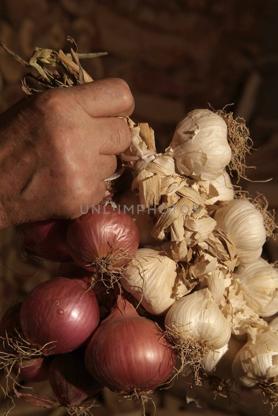 Bunche of onions and garlic hanging from the ceiling in a barn with dark background.