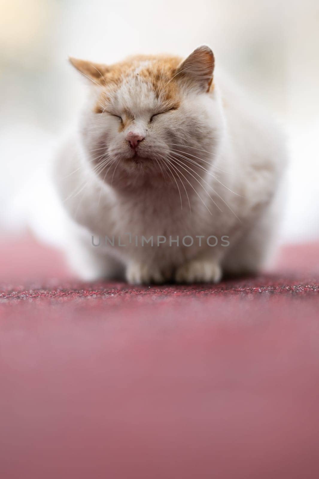A chubby white and orange cat with closed eyes sitting on a red carpet, calm and content.