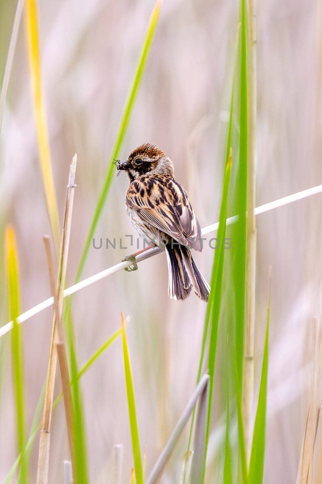 Female Reed Bunting Holds Insects In Beak To Feed Chicks