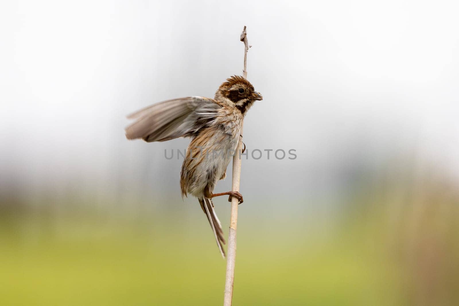 Female Reed Bunting Holds Insects In Beak To Feed Chicks