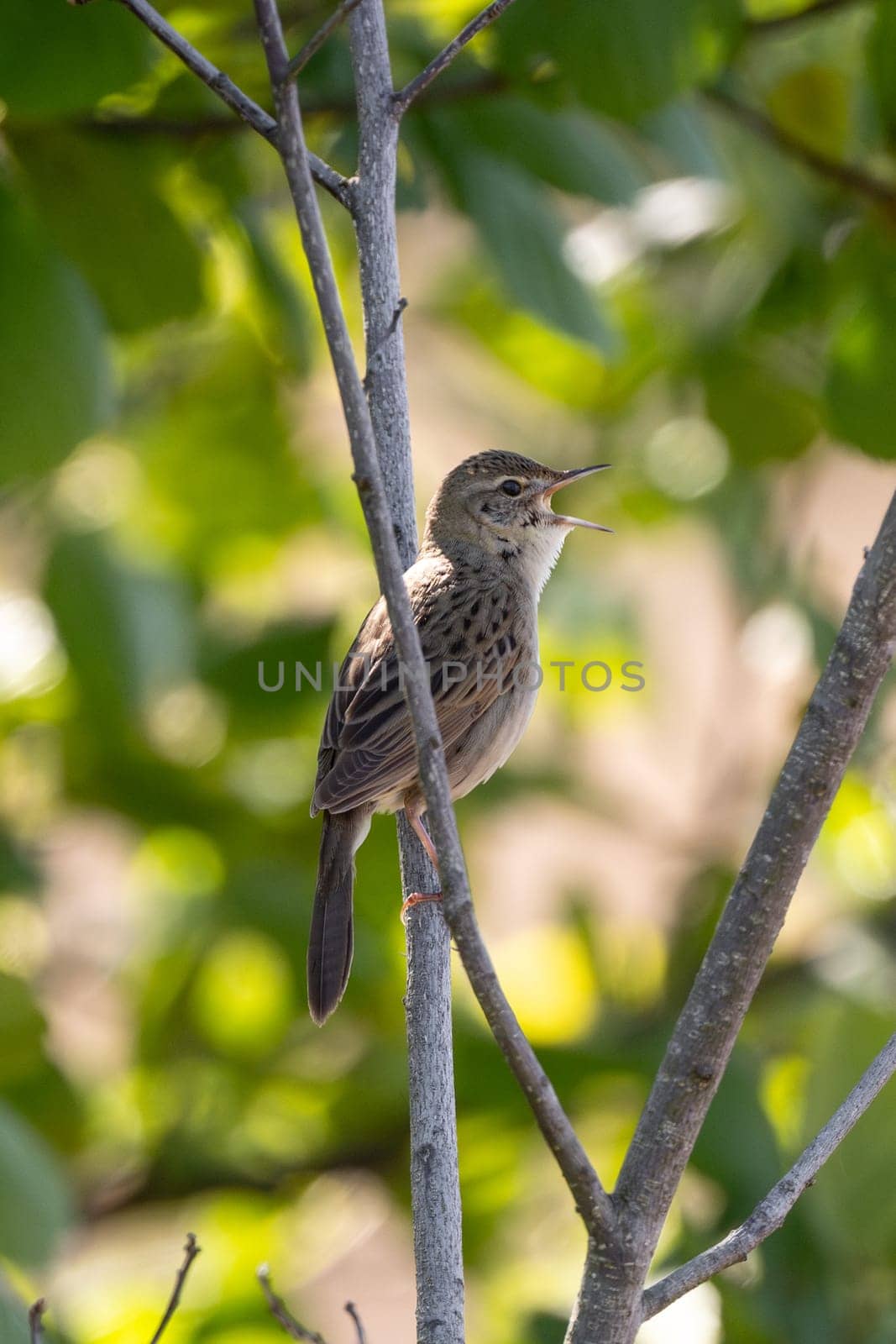 Thrush Nightingale Sings Sitting On A Tree