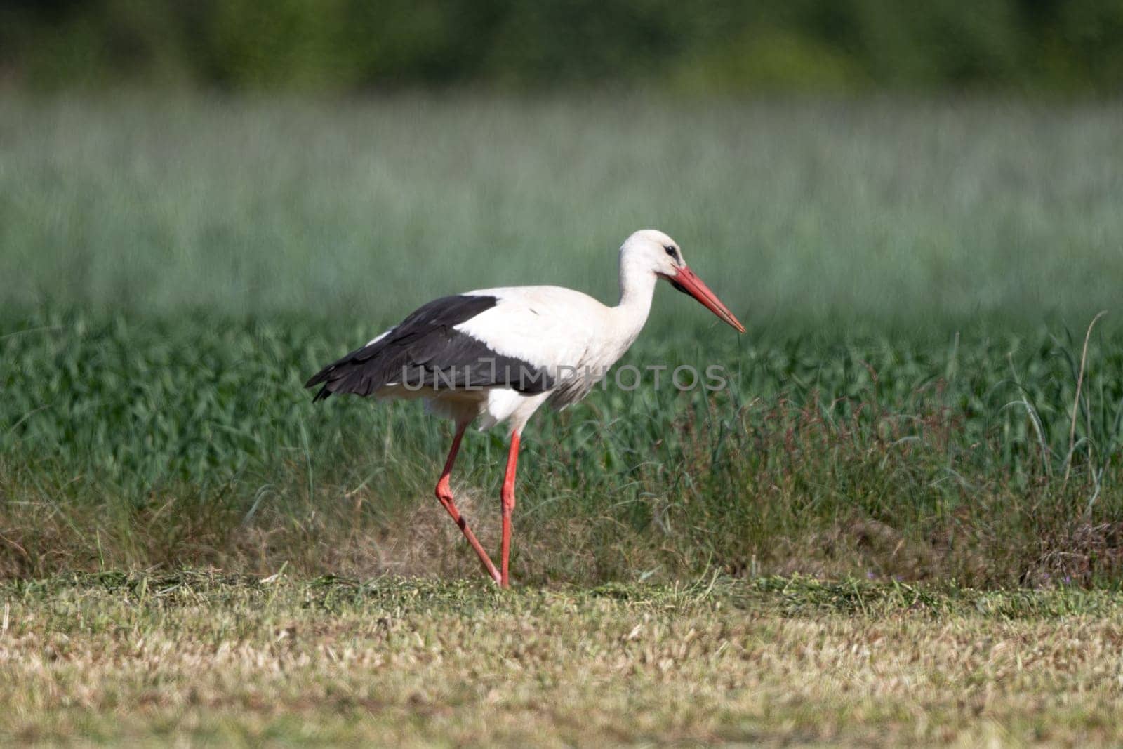 Stork In The Field Walks