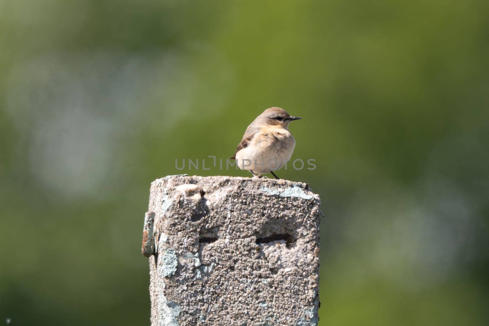 Female Northern Wheatear In Action On A Blurred Background