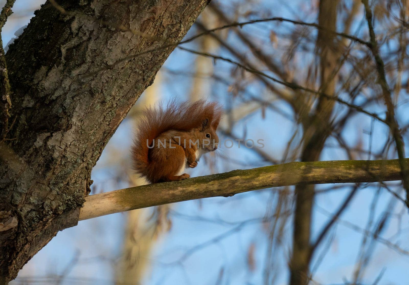 Red Squirrel Active On The Tree