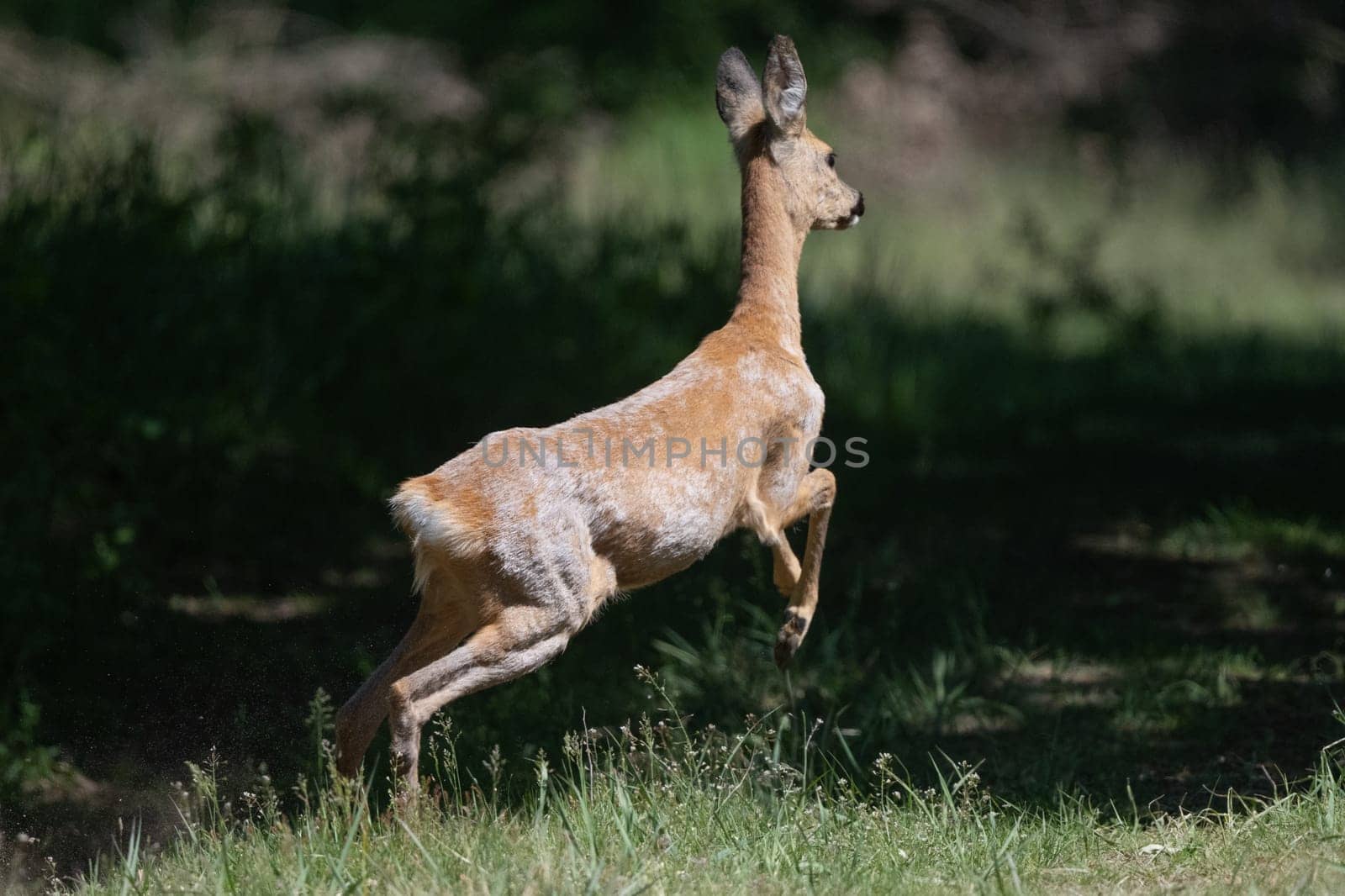 Deer Running In The Forest In Spring